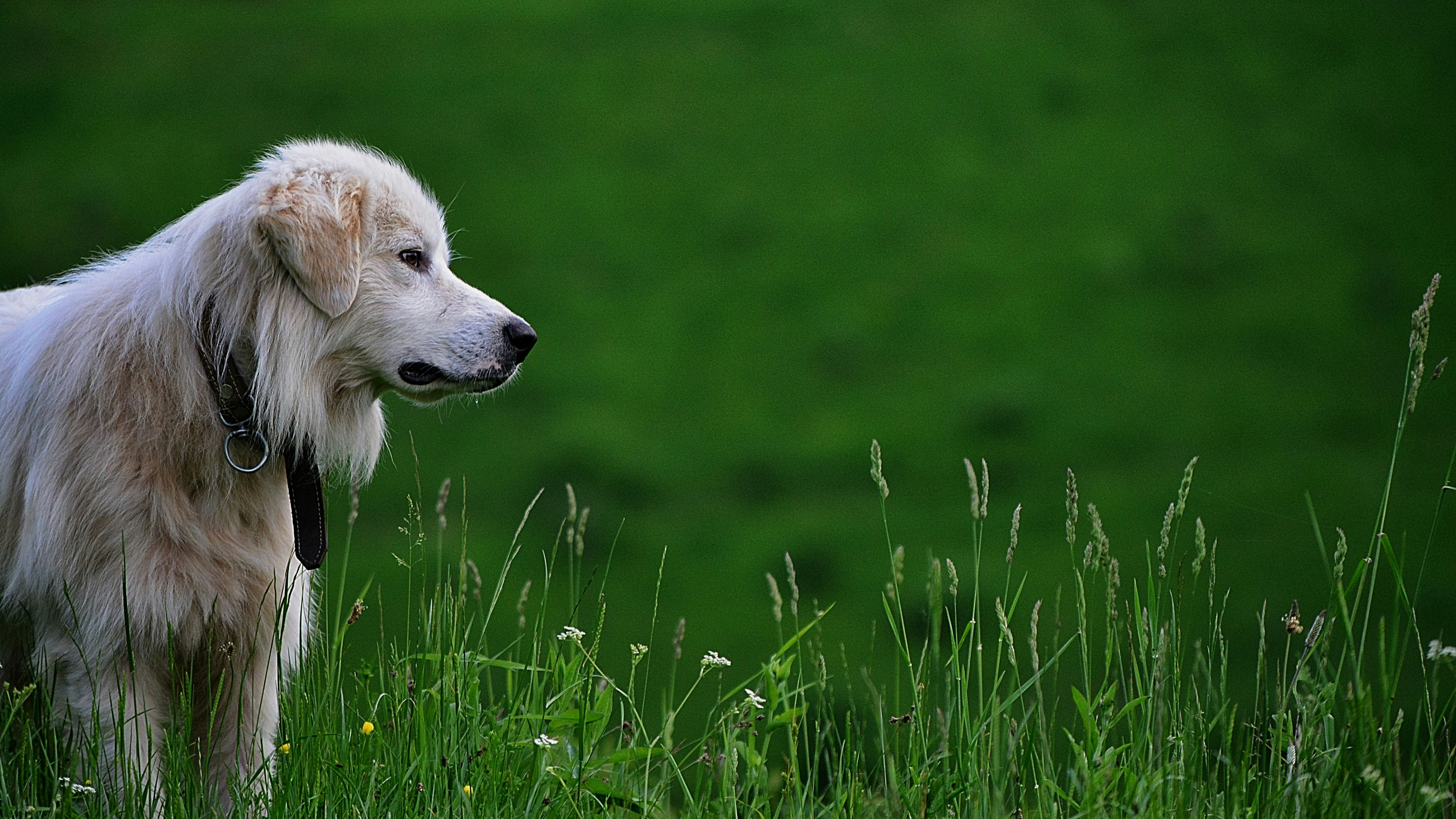 dog on green grass at daytime